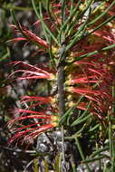 Image of Melaleuca alilateralis Craven & R. D. Edwards