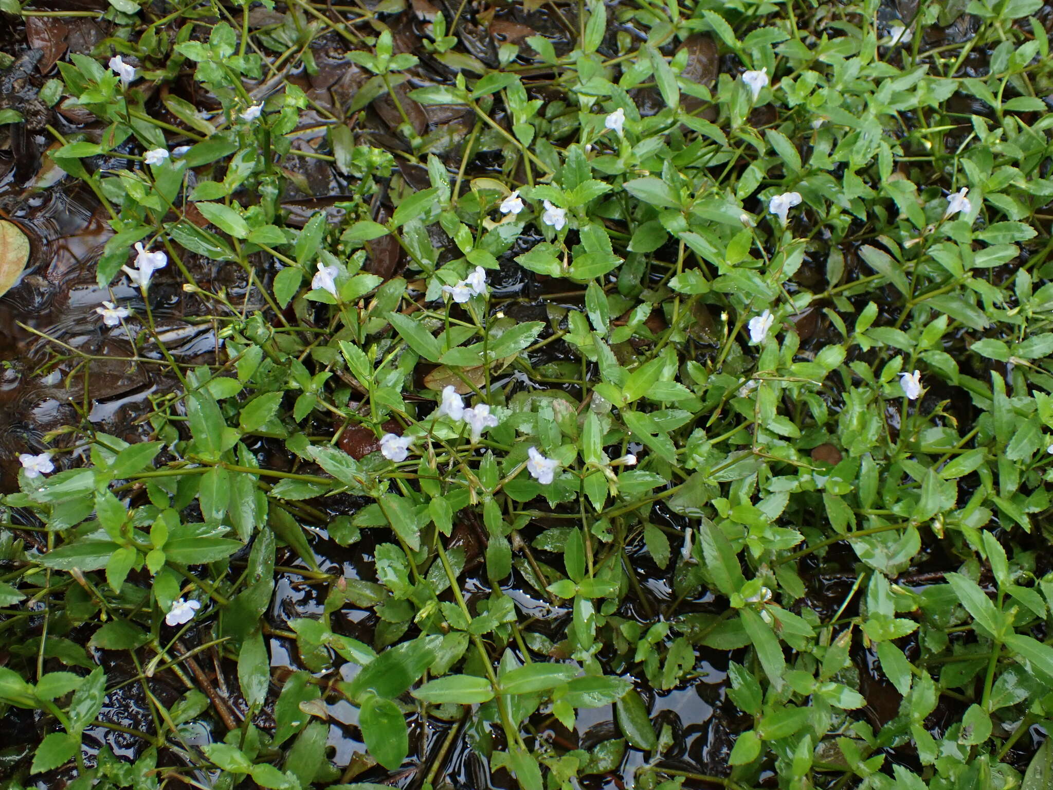 Sivun Bonnaya sanpabloensis Y. S. Liang & J. C. Wang kuva