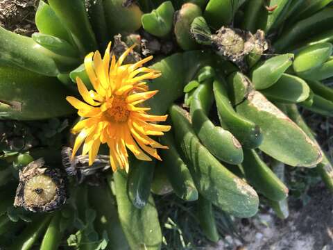 Image of Glottiphyllum longum (Haw.) N. E. Br.