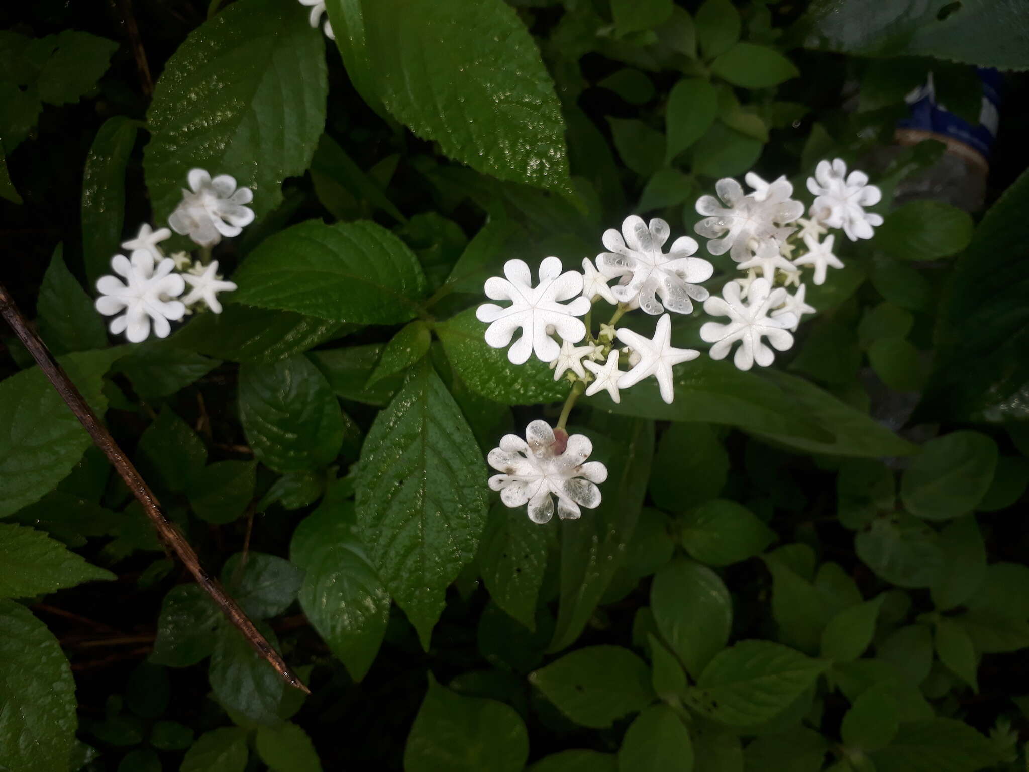 Image of Ceropegia santapaui Wadhwa & Ansari