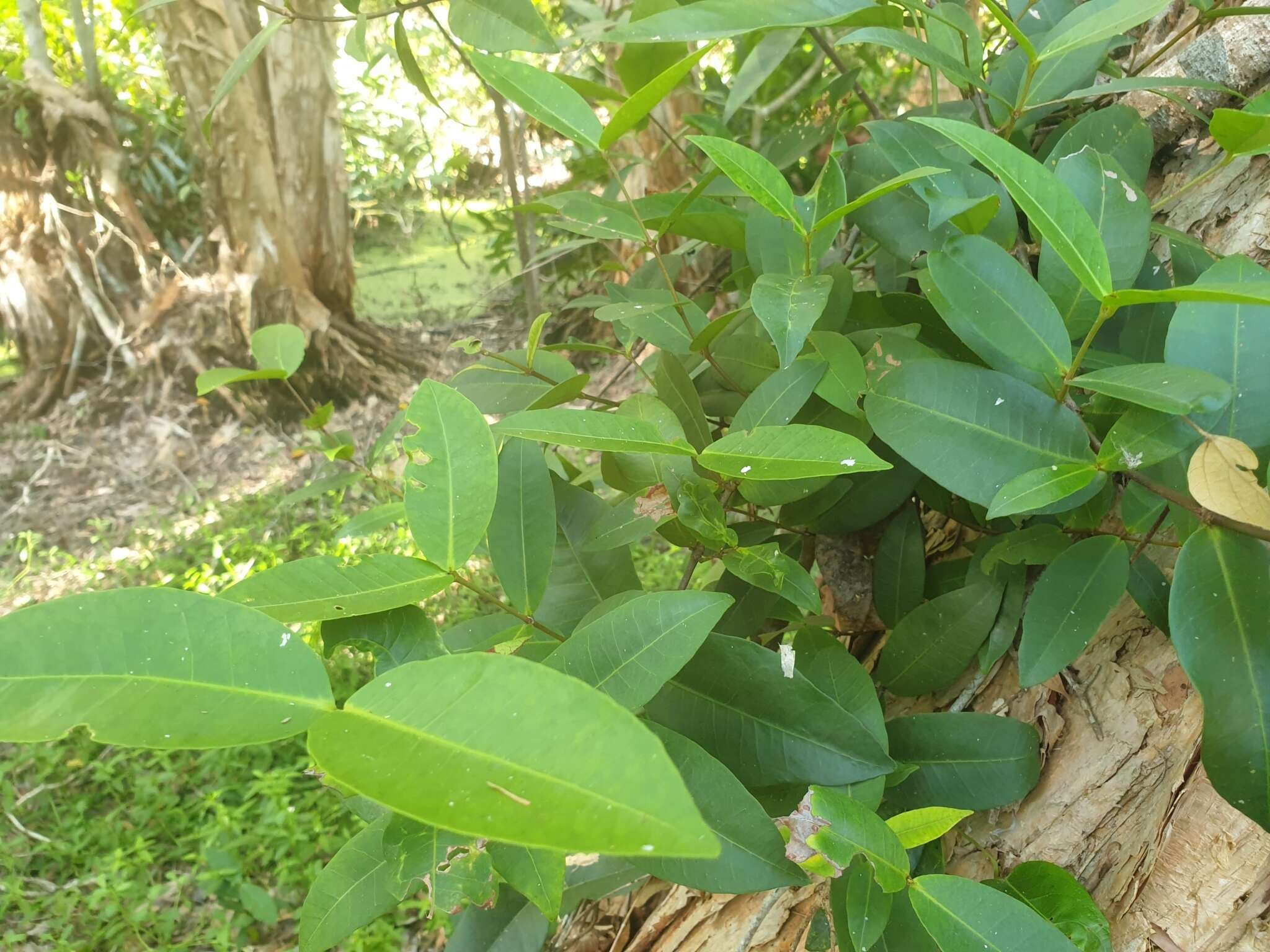 Melodinus australis (F. Müll.) Pierre的圖片