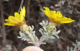 Image of Oedera humilis (Less.) N. G. Bergh