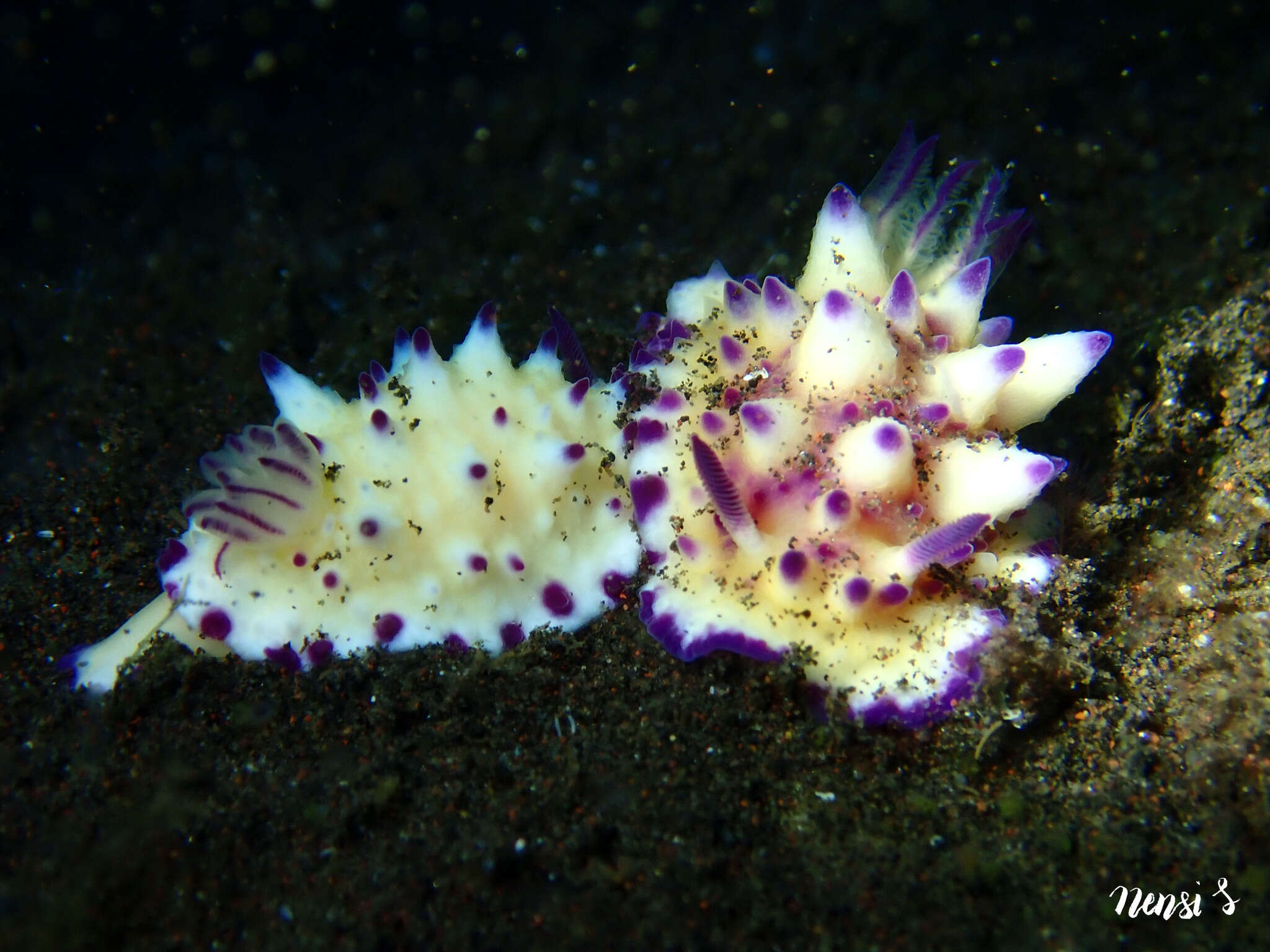 Image of Purple tipped multi-pustuled slug