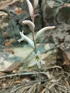 Image of Haworthia arachnoidea var. setata (Haw.) M. B. Bayer