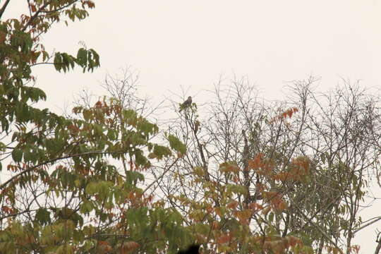 Image of Western Bronze-naped Pigeon