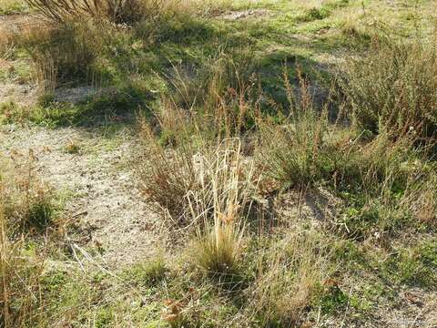 Image of Artemisia campestris subsp. glutinosa (Gay ex Bess.) Batt.