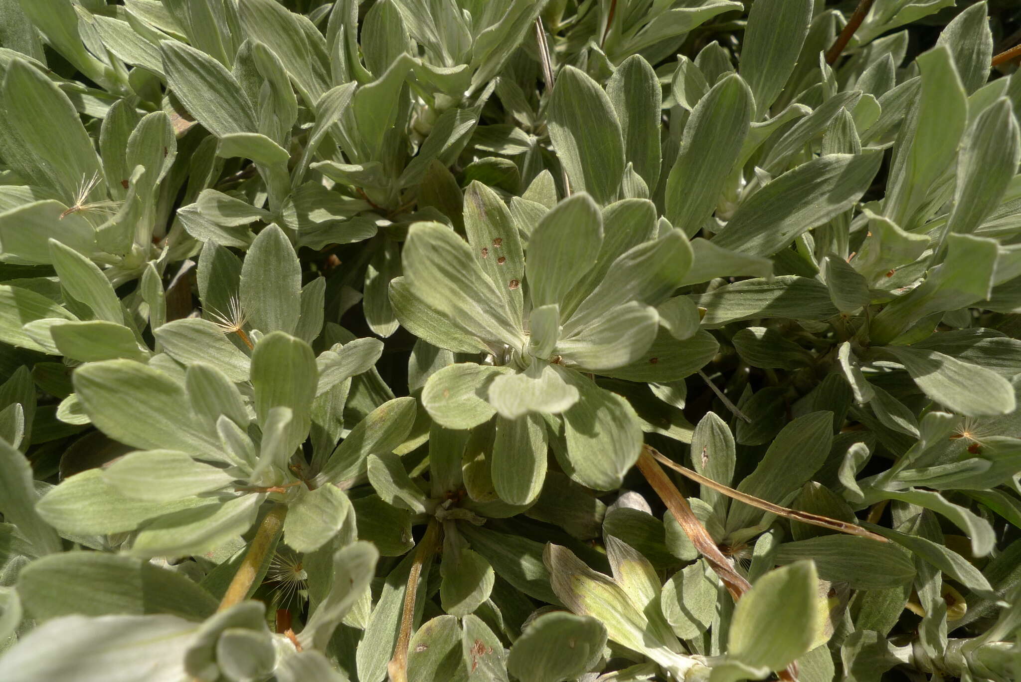 Image of Celmisia discolor Hook. fil.