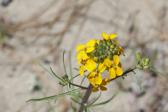 Image of Ben Lomond wallflower