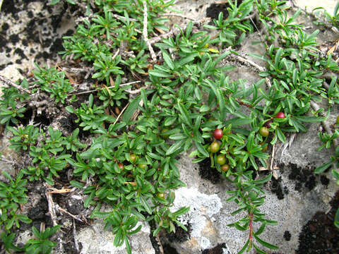 Sivun Rhamnus tortuosa Somm. & Levier kuva