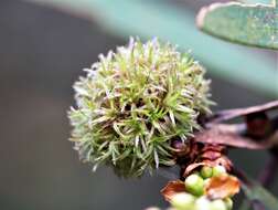 Sivun Beesonia ferrugineus (Froggatt 1921) kuva