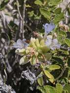 Image of Mojave sage