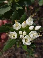 Image of Cantua quercifolia Juss.