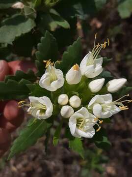 Image of Cantua quercifolia Juss.