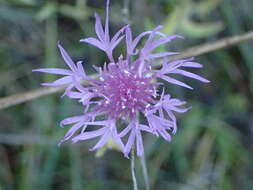 Image of Centaurea jacea subsp. timbalii (Martrin-Donos) Br.-Bl.