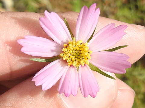 Image of Southwestern Cosmos