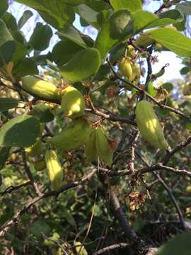 Image de Prunus subcordata Benth.