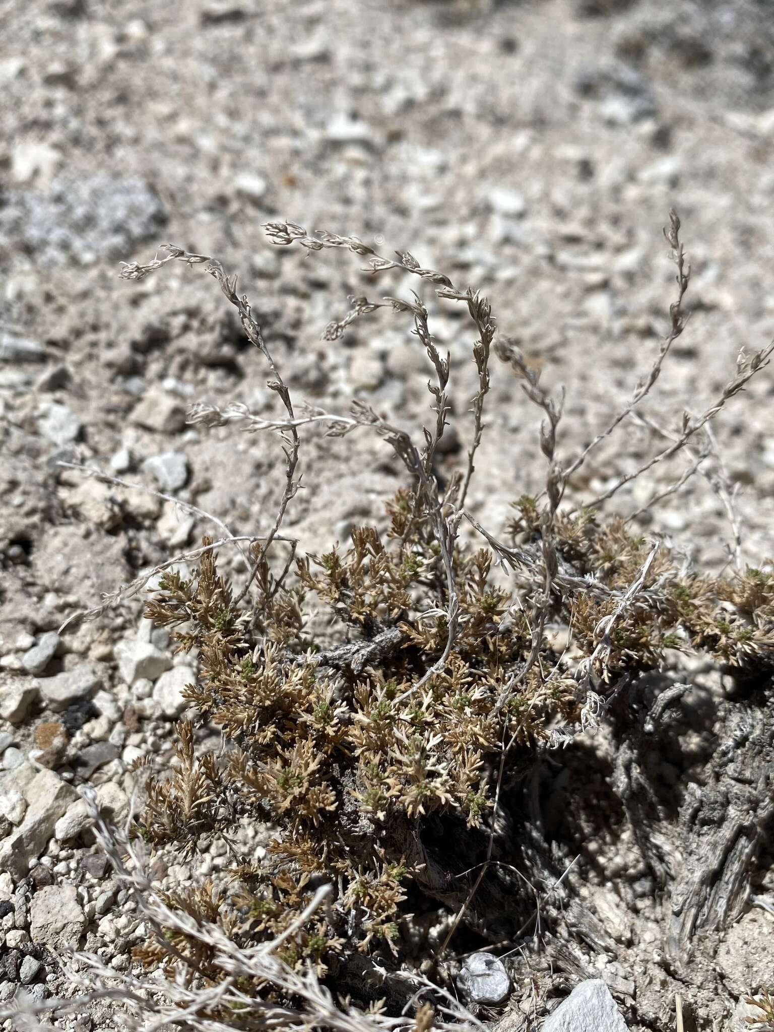 Imagem de Artemisia pygmaea A. Gray