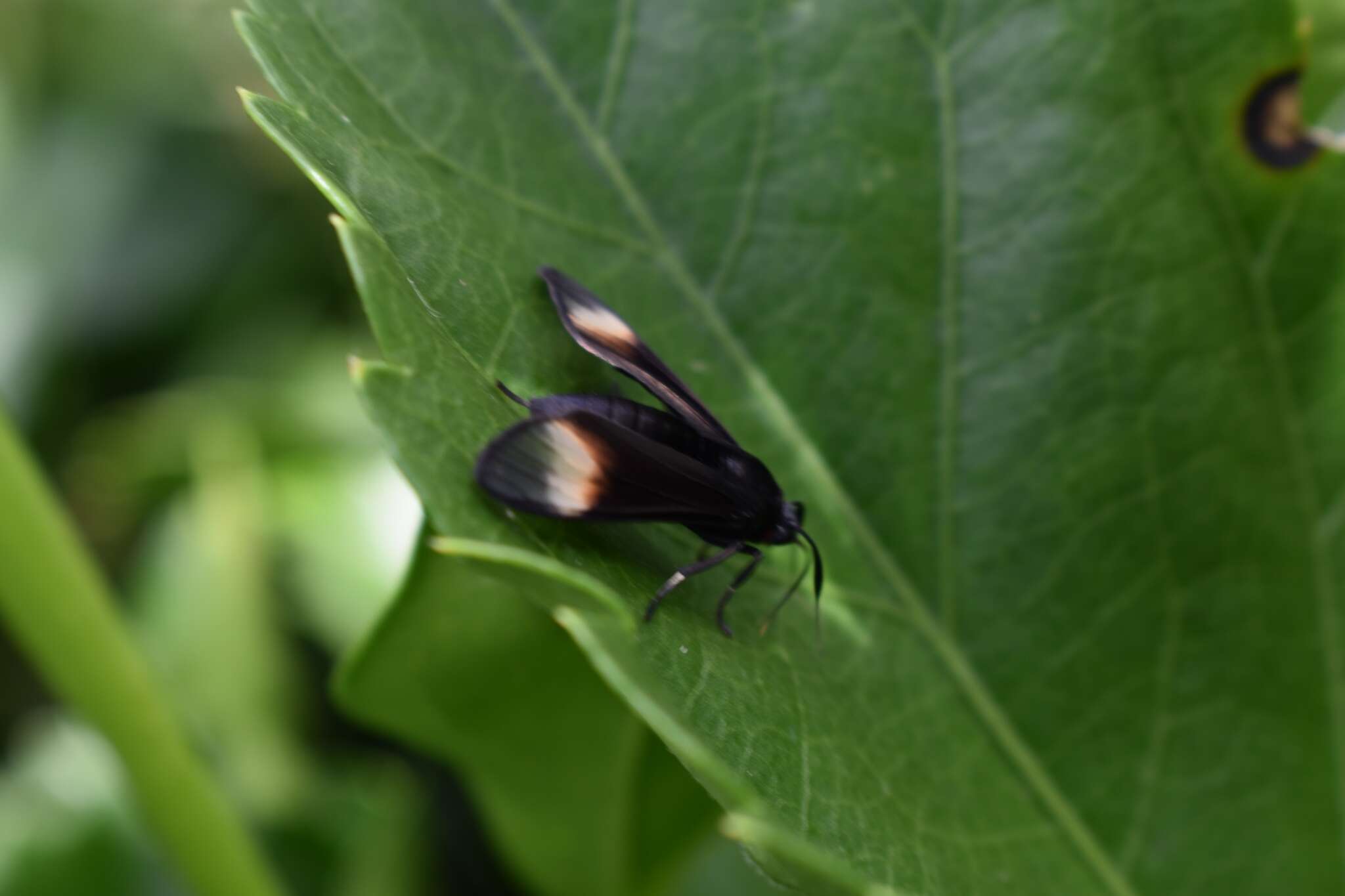 Image of Pompiliodes aliena Walker 1854