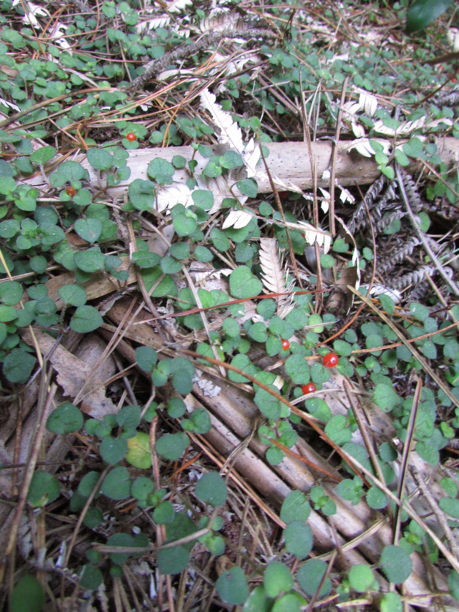 Image of Nertera dichondrifolia (A. Cunn.) Hook. fil.