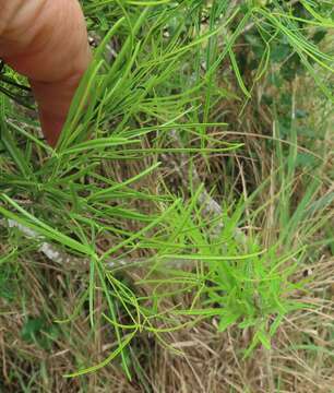 Image of Needle-Leaved Bush-Cherry