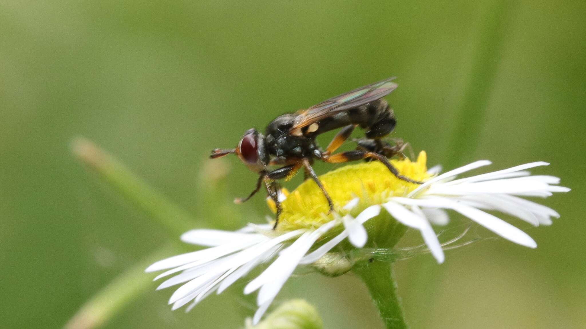 Imagem de Thecophora occidensis (Walker 1849)