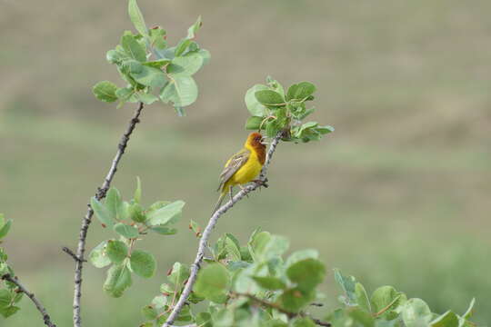 Image of Brown-headed Bunting