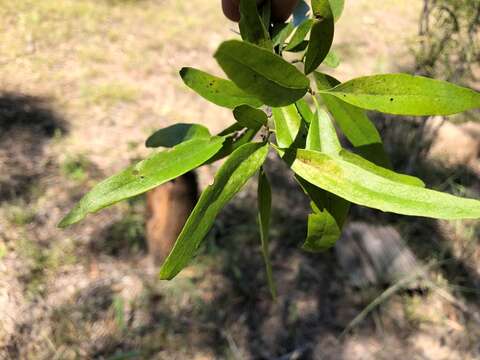 Image of Ehretia saligna var. membranifolia (R. Br.) B. R. Randell