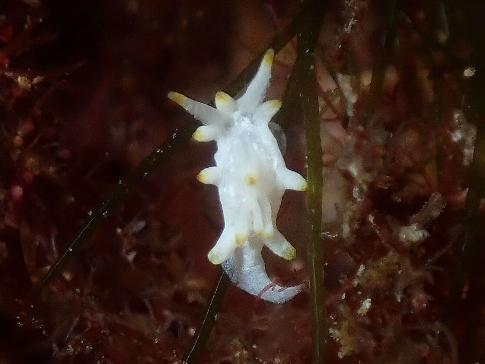 Plancia ëd Okenia picoensis Paz-Sedano, Ortigosa & Pola 2017