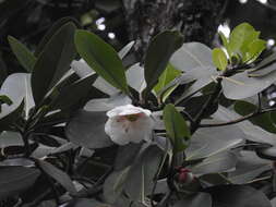 Image of Clusia grandiflora Splitg.