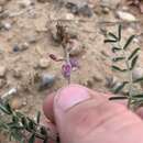 صورة Astragalus flexuosus var. diehlii (M. E. Jones) Barneby