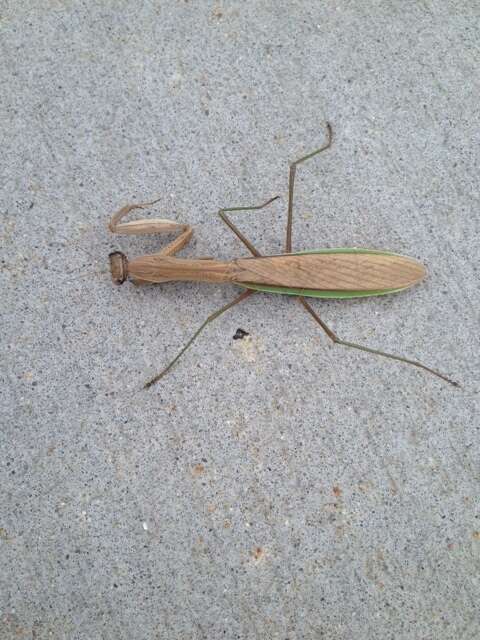 Image of Chinese mantis