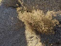 Image of Borrego bedstraw