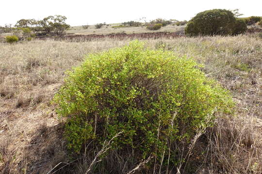 Image of Roepera aurantiaca subsp. aurantiaca