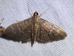 Image of Scraped Pilocrocis