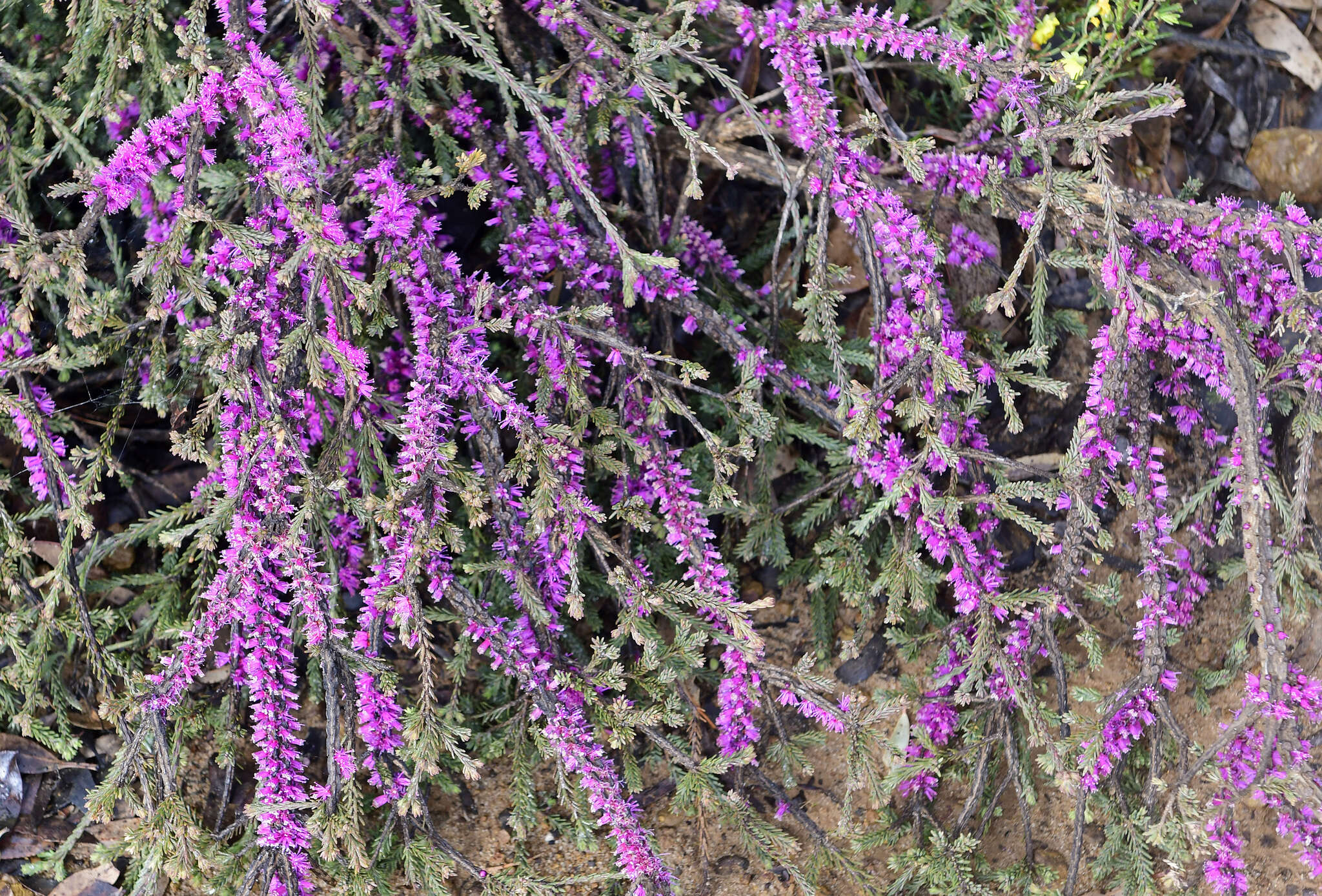 Image of Melaleuca suberosa (Schau.) C. A. Gardner