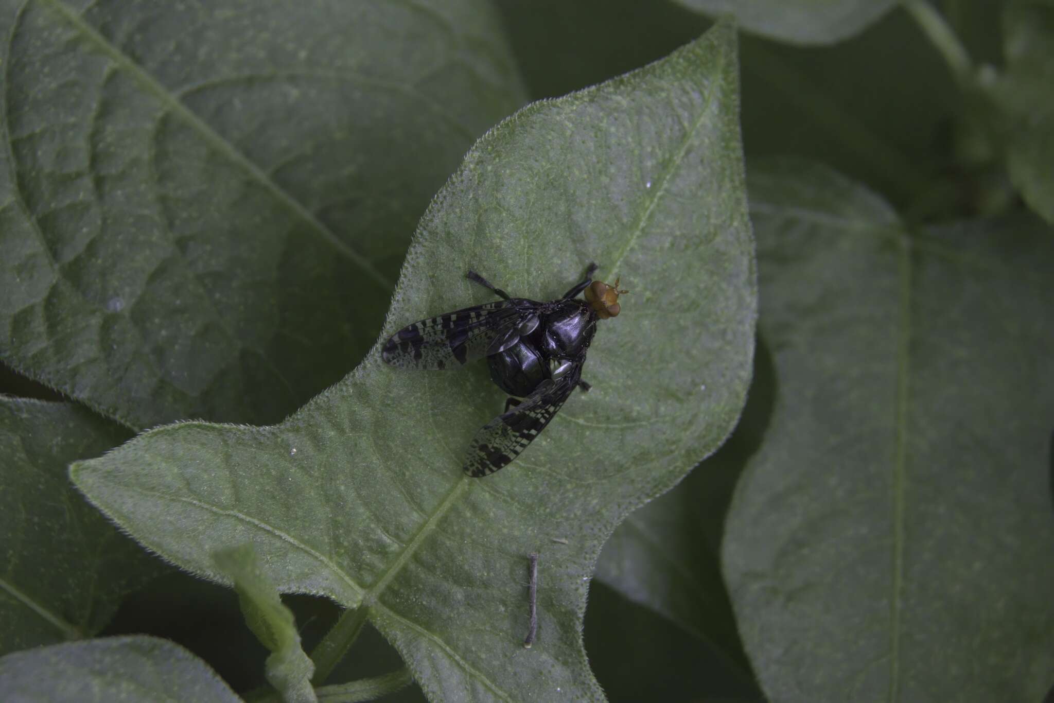 Image of Prosthiochaeta bifasciata Hara 1987