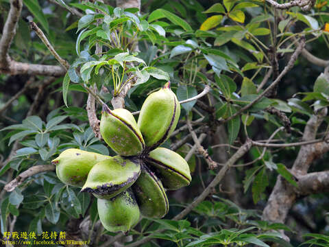 Image of hazel sterculia