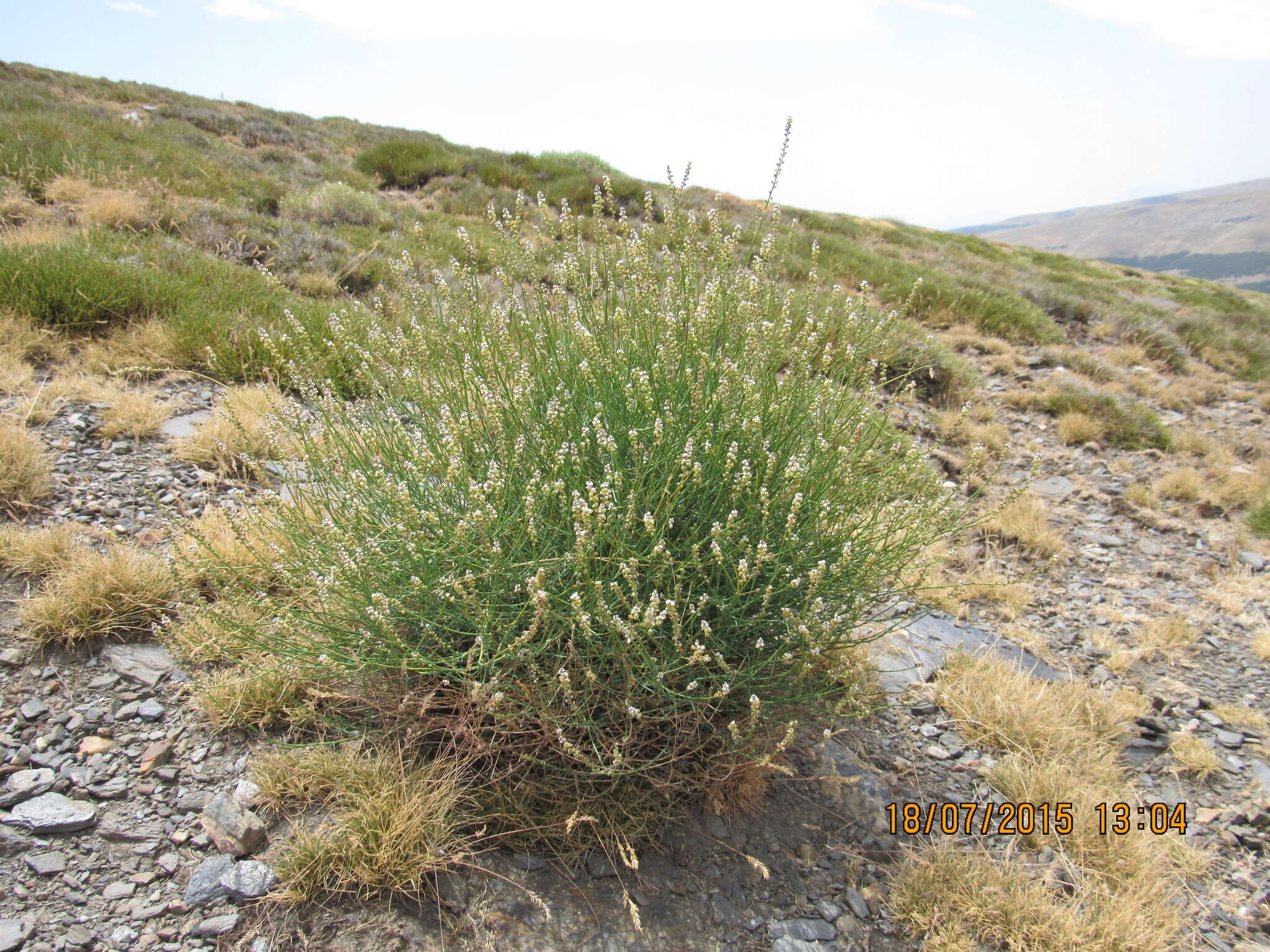 Image of Reseda complicata Bory