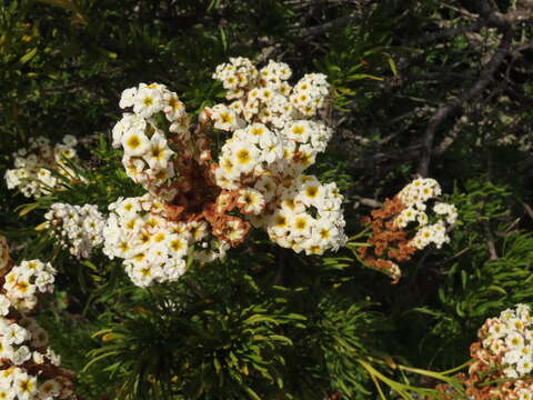 Sivun Heliotropium sinuatum (Miers) I. M. Johnst. kuva