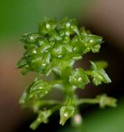 Image of Bayard's adder's-mouth orchid