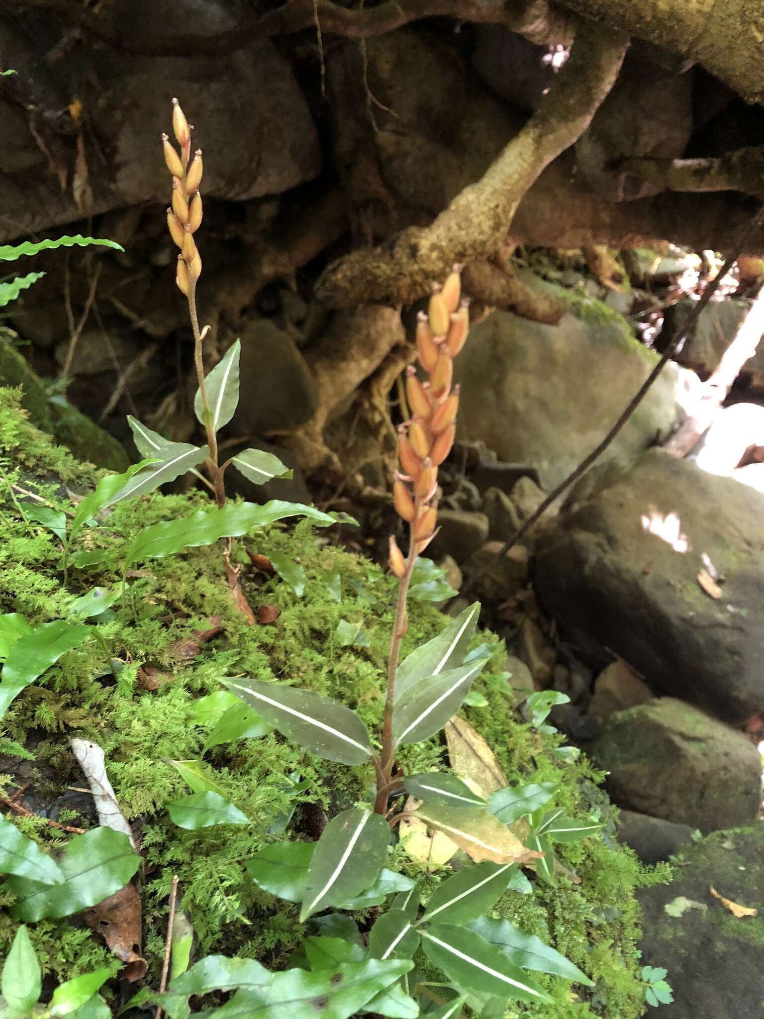 Image of Rhomboda yakusimensis (Masam.) Ormerod