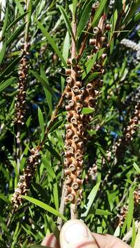 صورة Callistemon subulatus Cheel