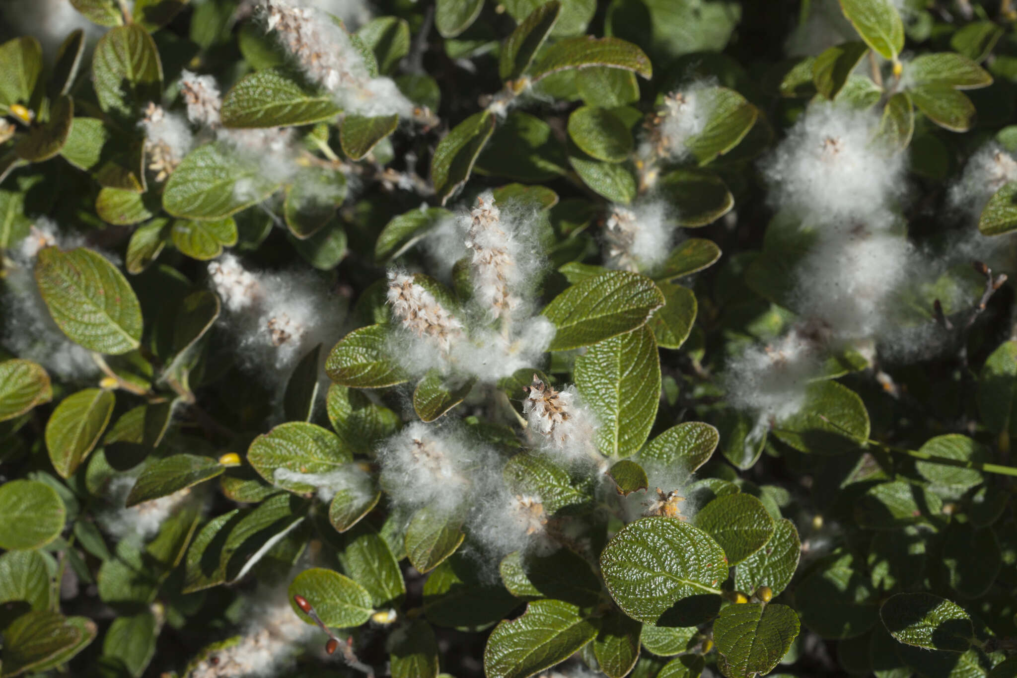 Image of rock willow