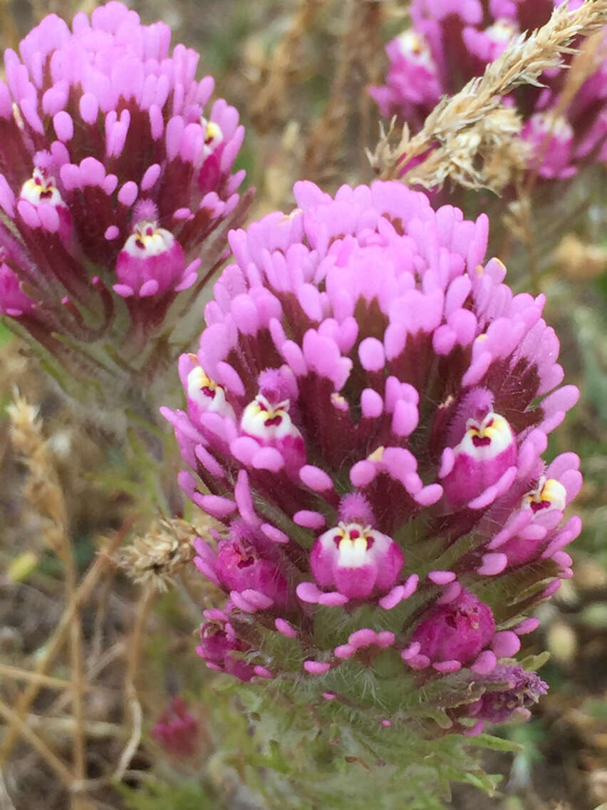 Image of exserted Indian paintbrush