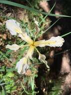 Image of bowltube iris