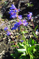 Image of finetooth beardtongue