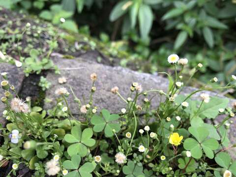 Слика од Erigeron bellioides DC.