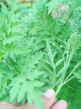 Image of Peruvian ragweed