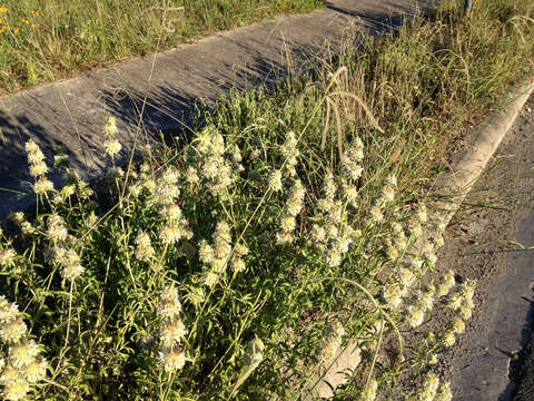 Image of Paraguayan windmill grass