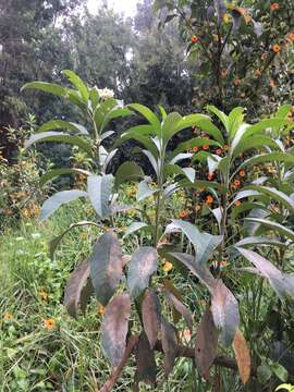 Image of Solanum oblongifolium Humb. & Bonpl. ex Dun.